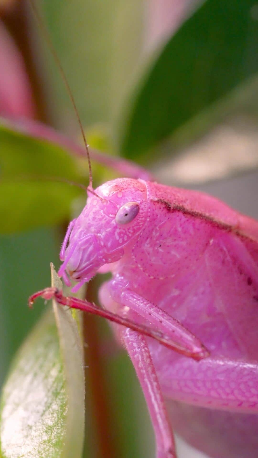 San Diego Zooのインスタグラム：「Pretty in pink 🌸  When bugs are pink, we overthink. At first blink, you may think it’s a hoodwink. It’s not ink, these pink katydids are the result of a common genetic mutation. Color and commonality are linked - pink is much harder to hide in the foliage than green which would stink (if you were the katydid, of course).  #Pink #Katydid #SanDiegoZoo」
