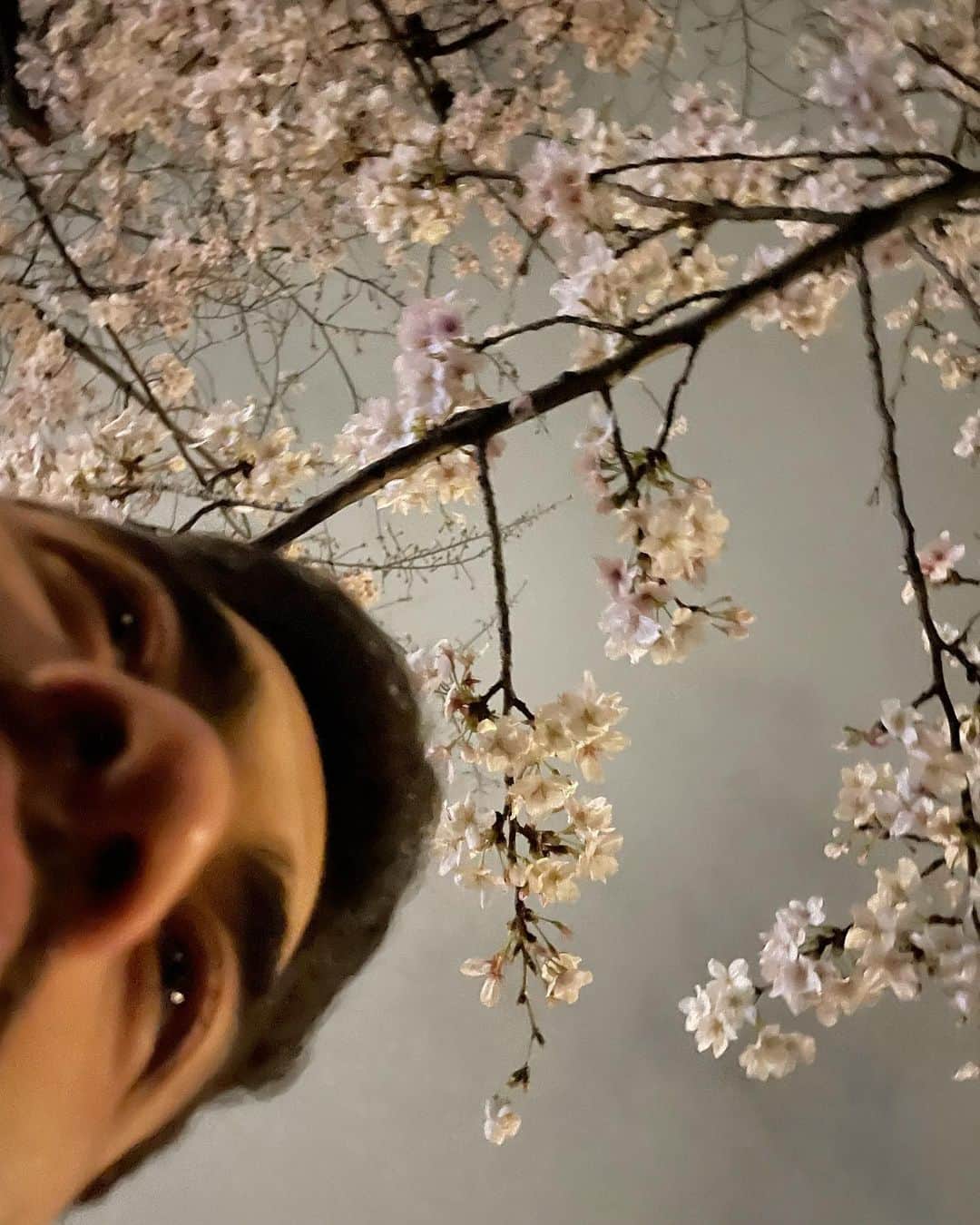 ストリーツ海飛さんのインスタグラム写真 - (ストリーツ海飛Instagram)「Yearly Hanami night walk 🌸   Did you see the cherry blossom this year?」4月1日 5時56分 - kaitostreets
