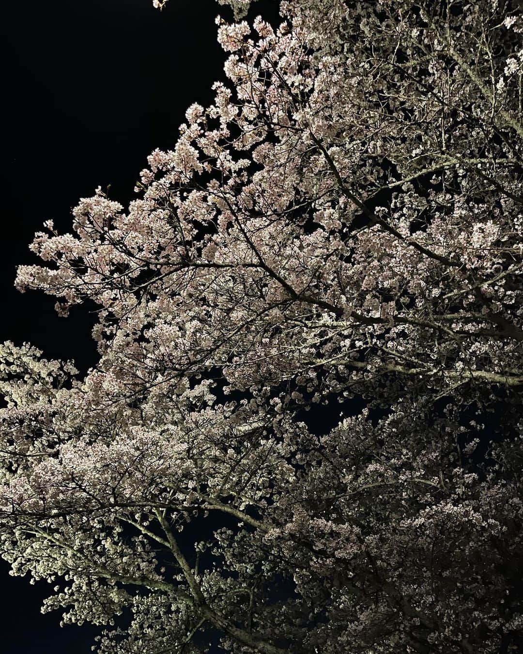 しよりさんのインスタグラム写真 - (しよりInstagram)「一生咲いていてほしい🌸  . .  #桜ライトアップ #夜桜#夜景ポートレート #桜まつり #奈良観光」3月31日 21時25分 - shiyooori