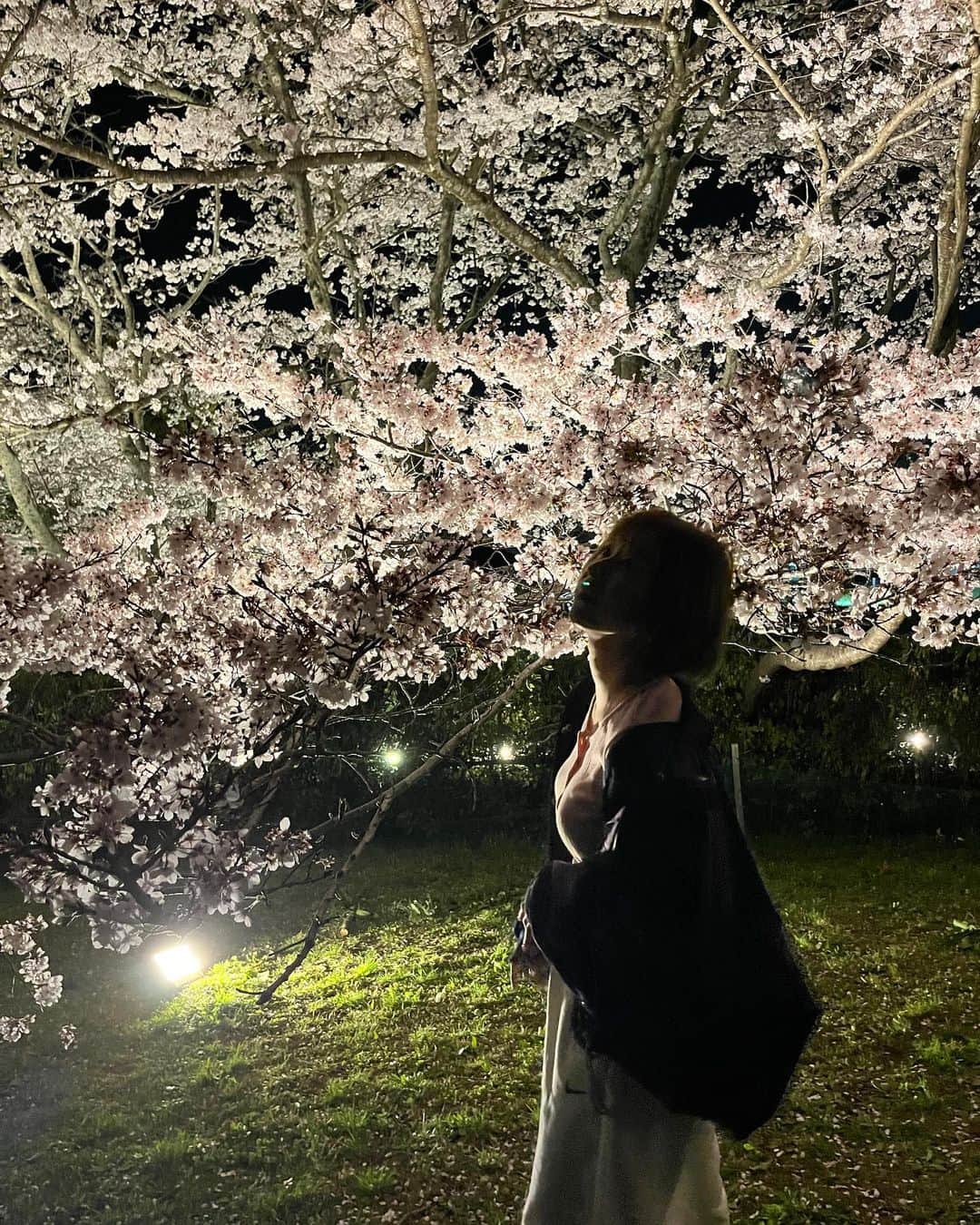 しよりのインスタグラム：「一生咲いていてほしい🌸  . .  #桜ライトアップ #夜桜#夜景ポートレート #桜まつり #奈良観光」