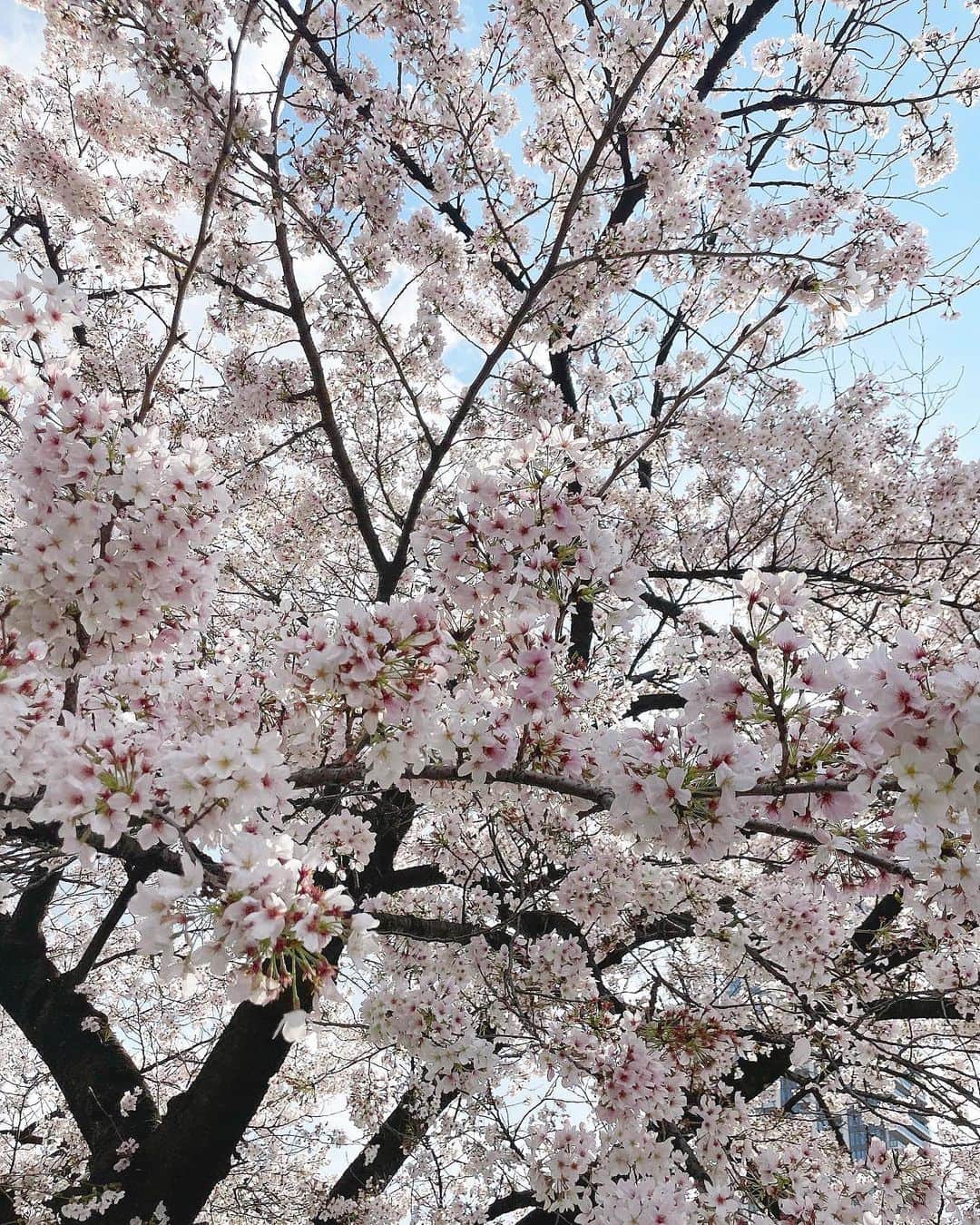 音嶋莉沙さんのインスタグラム写真 - (音嶋莉沙Instagram)「🌸🌸」3月31日 21時27分 - otoshima_risa