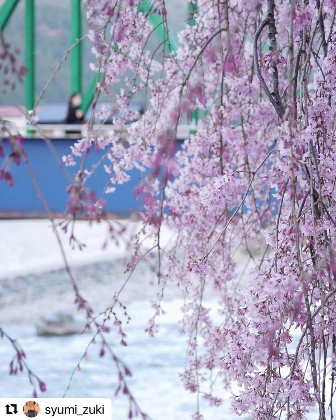 Gero City【下呂市公式アカウント】さんのインスタグラム写真 - (Gero City【下呂市公式アカウント】Instagram)「#Repost @syumi_zuki with @use.repost ・・・ 淡いピンクの誘惑 ・ ・ 春になるとこの淡いピンク色に誘われてカメラを持って家を飛び出すのです … いろんな種類があって真っ白な桜にピンク色の桜、花びらが多いのやしだれ桜… ここは白っぽいのとピンク色の共演です 癒されました …  #写真 #写真好きな人と繋がりたい #風景写真 #風景 #スナップ #スナップ写真 #カメラ #カメラ好きな人と繋がりたい #キリトリセカイ #ファインダー越しの私の世界 #ミラーレス一眼 #マイクロフォーサーズ #ルミックス #lumix #gx7mk2 #photo #photography #japanphotograph #japanphoto #gerostagram #下呂温泉 #桜 #さくら #しだれ桜」3月31日 21時47分 - gerostagram