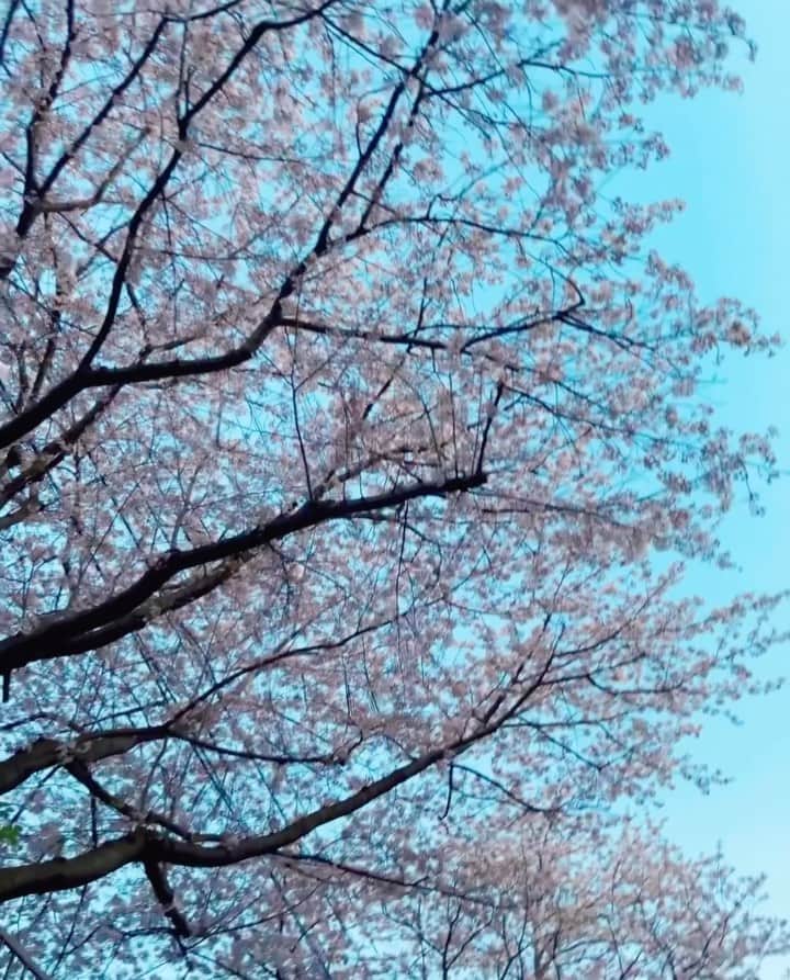 のインスタグラム：「🌸 𓂃𓂁   📷byお母さん」