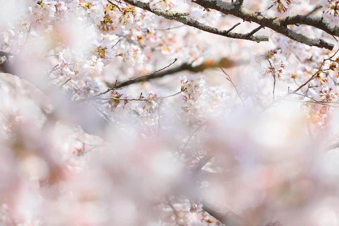 ブライダル グランシア須賀川《福島県須賀川市：結婚式場》さんのインスタグラム写真 - (ブライダル グランシア須賀川《福島県須賀川市：結婚式場》Instagram)「＼もうすぐ満開🌸／  今年は例年より 早いですね  3月末に桜が咲き始めました✨  グランシアの会場からも 綺麗に咲き誇る桜が 見えます🌸  雨が降らないことを願います✨  ☆。・。・。・。・。・。・。・。・。・☆  🌿須賀川の結婚式場 　【グランシア須賀川】  🌿住所　福島県須賀川市池上町７４ 🌿TEL　0248-75-1166 🌿FAX　0248-76-0484 🌿mail　info@grancia.jp 🌿公式HPでは最新情報を日々更新中♪ www.grancia.jp  🌿LINE公式アカウントも登場！ お得な情報を受け取るには、以下のリンクから友だち追加してください◎ https://lin.ee/1cChnUR  🌿フェアのご予約は、公式ホームページから、または公式LINE、お電話からも受付中♡  ☆。・。・。・。・。・。・。・。・。・☆   #須賀川の結婚式場 #須賀川結婚式 #グランシア須賀川 #グランシア #オリジナルウェディング #wedding #happy #プレ花嫁 #プレ花婿 #貸切 #結婚式 #ブライダル #オシャレ #人気式場 #幸せ結婚式 #ナチュラル #japan #sukagawa #フォトウェディング #緑 #スイーツ」3月31日 21時42分 - granciasukagawa