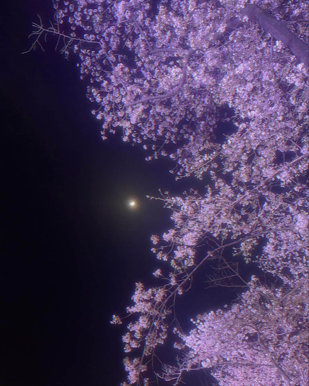 towanaのインスタグラム：「桜の時期の、まだ肌寒い夜の匂いが好き」