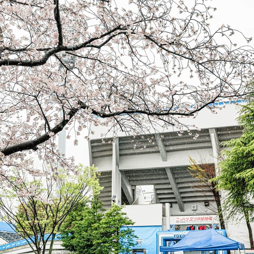 横浜FCさんのインスタグラム写真 - (横浜FCInstagram)「. #三ツ沢snap   『止まない雨はない』  明日はファン・サポーター・選手・スタッフ全員で笑顔で歌おう。  #明日は晴れ予報  ＊ 4月1日(土)14:00KICKOFF ２０２３明治安田生命Ｊ１リーグ 🆚アビスパ福岡 ＠ニッパツ三ツ沢球技場 🎫一般販売中・当日券も販売！ ＠yokohamafc_official   #フリ丸 #yokohamafc #横浜FC #HAMABLUE #Jリーグ #JLEAGUE #ニッパツ三ツ沢球技場 #横浜駅 #三ツ沢 #三ツ沢上町」3月31日 22時04分 - yokohamafc_official