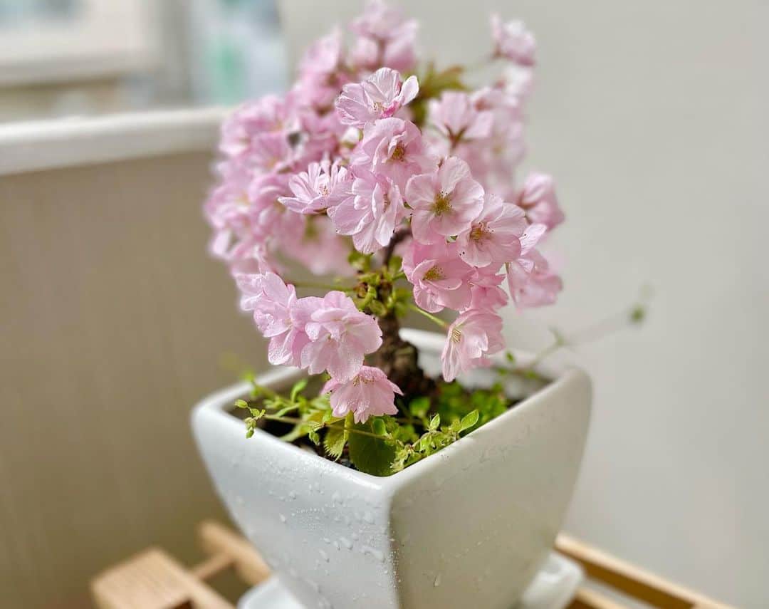 吉崎仁康さんのインスタグラム写真 - (吉崎仁康Instagram)「家のベランダで育てている桜が、満開になりました🌸 昨年よりも大きく、より華やかになった気がします。  この時期にだけ咲き誇る桜の美しさ・・・まさに日本人のココロですね♪  #桜 #sacra #cherryblossom  #旭桜  #アナウンサー #吉崎仁康 #プチお花見 #春よ来い  #咲くlove  #2023春」3月31日 22時04分 - yoshiyasu.yoshizaki