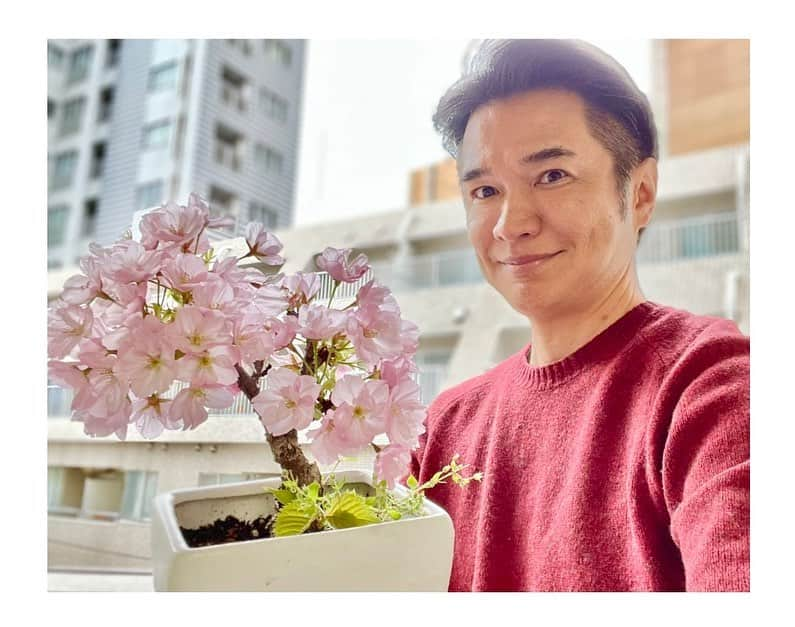 吉崎仁康のインスタグラム：「家のベランダで育てている桜が、満開になりました🌸 昨年よりも大きく、より華やかになった気がします。  この時期にだけ咲き誇る桜の美しさ・・・まさに日本人のココロですね♪  #桜 #sacra #cherryblossom  #旭桜  #アナウンサー #吉崎仁康 #プチお花見 #春よ来い  #咲くlove  #2023春」