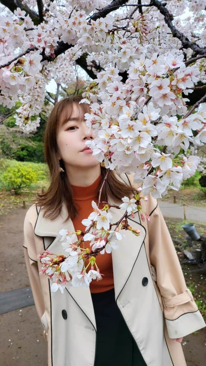 野村麻純のインスタグラム：「⁡ ⁡ ⁡ 🌸🌸🌸 ⁡ ⁡ ⁡ #六義園 #桜 #雨 #野村麻純」