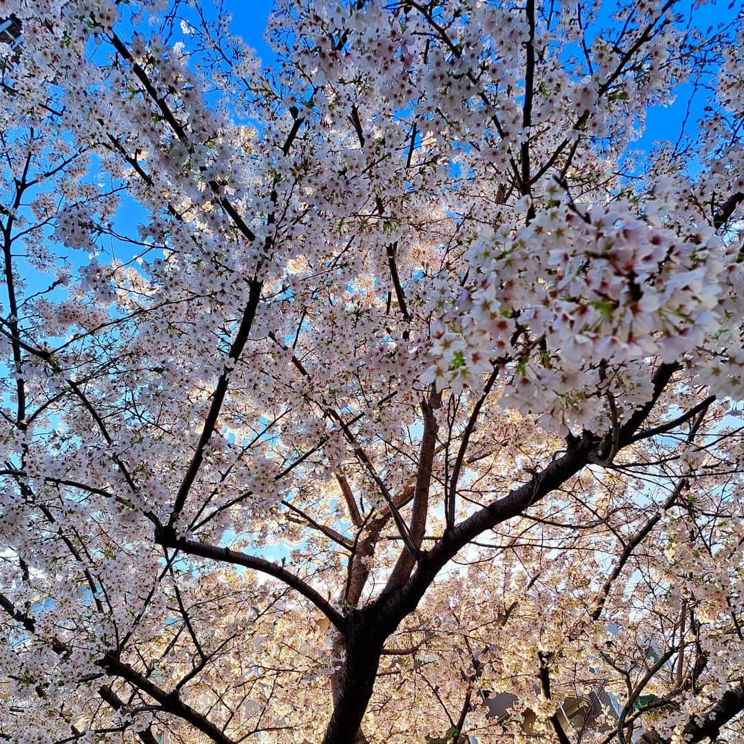 藤純のインスタグラム：「Such a beautiful day🌸 お花見日和でございます🌸 あったかくて風が冷たくて気持ちいいね。」