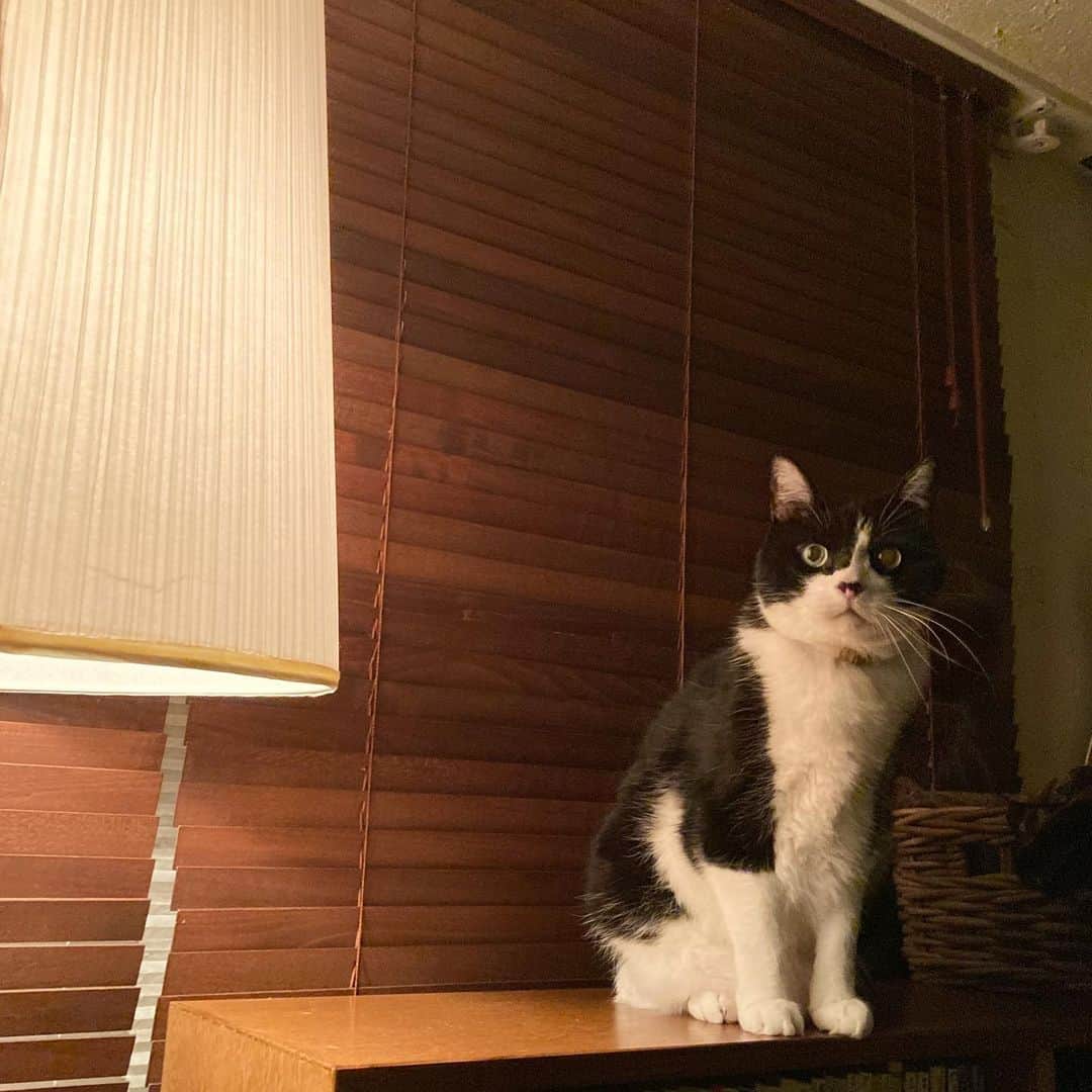 ふうちゃん & カタクリンのインスタグラム：「怪談『換毛期』 #こわいな〜こわいな〜 #いやだな〜いやだな〜 #稲片淳二」