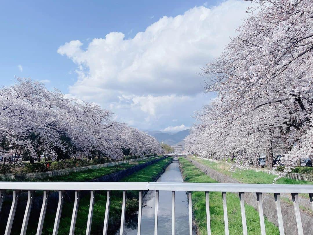 流石夏恋さんのインスタグラム写真 - (流石夏恋Instagram)「🌸  #桜 🫶🏻  今年もキレイな桜を見れて しあわせです( ⸝⸝⸝ᵕᴗᵕ⸝⸝⸝ )💕💕💕   #yumeadocitron #夢アドシトロン   #桜満開🌸 #桜🌸 #桜スポット   #山梨 #山梨県 #yamanashi_japan   #日本の景色 #日本の四季 #春の花   #sakura #春が来た #jc1 #fjc #13歳」3月31日 22時21分 - karen_ymcitron