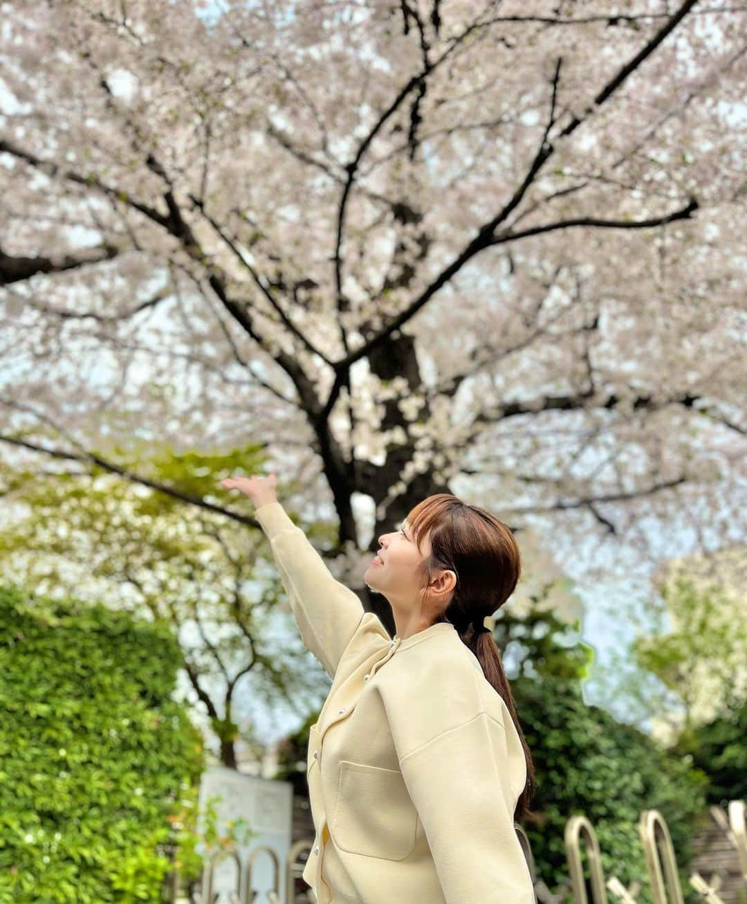 濱村春香さんのインスタグラム写真 - (濱村春香Instagram)「. お久しぶりです☺︎ 3月も終わりということで 撮影の合間にスタッフさんに撮ってもらった 桜ショットをお届けします🌸  #桜 #花見」3月31日 22時23分 - haruka_hamamura