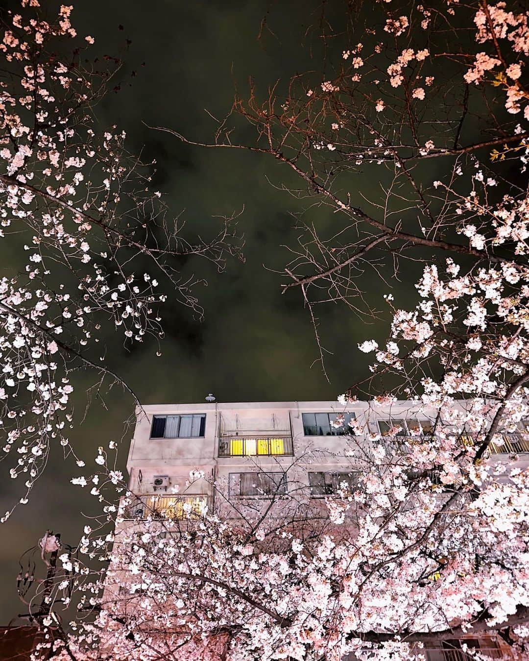 前山奈津巴さんのインスタグラム写真 - (前山奈津巴Instagram)「今年も散っちゃう前に君に会いに行けたよ。雨にも負けず頑張ってくれてありがとう🌸」3月31日 22時29分 - natsuha_maeyama