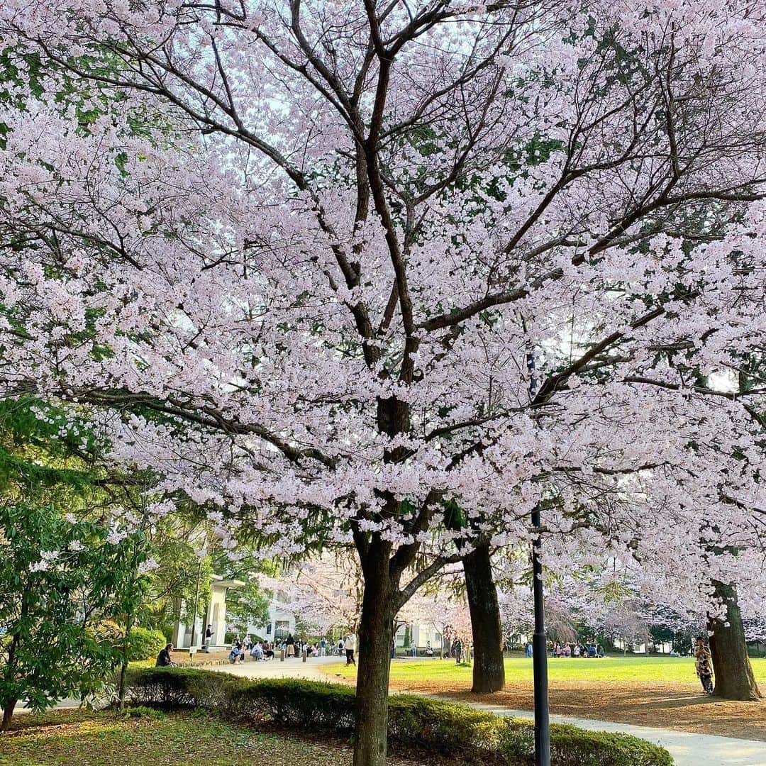 bon ponさんのインスタグラム写真 - (bon ponInstagram)「仙台の桜も満開になりました🌸🌸🌸 街中でもとくに開花の早い錦町公園の桜を観に行きました。 桜の下に集う人々の顔は晴れやかで、春を迎えた歓びに溢れていました。 桜前線を追いかけて東北各地の桜を観に行ってみたいものです🥰🥰  錦町公園の近くに、明日オープンを迎えるカフェ「&ROe coffee latte stand」( @coffee_latte_stand )さんがあります。 本日、プレオープンにお邪魔させていただきました。 店主のROeさんとは、約6年前仙台に越して来たばかりの頃に、近所の人気カフェ「PUBLIC. COFFEE」( @public_coffee_sendai )さんで珈琲を淹れていただいたのが始まりでした。その時頂いた珈琲の美味しさに感激し、『いつか自分のお店を持ちたい』というROeさんを陰ながら応援させていただいていました。 その後、移動販売車での珈琲屋を経て、とうとう夢に描いていたご自分のお店をオープンすることになりました！ 一歩ずつ着実に夢に向かって進んできたROeさん、そして見事に夢を実現されたROeさんに尊敬しかありません。感無量です。  「&ROe coffee latte stand」 スペシャリティコーヒー専門の珈琲とラテを楽しんで頂けるお店。 『珈琲を好きになるきっかけに。 スペシャリティコーヒーを知るきっかけに。 お客様自身のお時間を過ごせる空間に。』がコンセプト。 何かを決断する時に、悩んだ時に、自分のご褒美に、落ち着きたい時に、友人と大切な話をしたい時に、そんな日々の節々に行きたくなるお店を目指しているそうです。 そんなRoeさんの想いがお店の佇まいに現れていて、とても居心地の良い空間となっていました。 センス抜群のROeさんらしく、何処をとっても絵になる素敵なお店でした。 もちろんROeさんが淹れてくださる珈琲は絶品です。 お店を愛してくださるお客様と共に、これからどのようにお店が育っていくのか、とても楽しみです☕️❤️  錦町公園へお花見の際にぜひ立ち寄ってみてくださいね。 美味しい珈琲をテイクアウトして公園で寛ぐのもおすすめです🧋  ※オープン後の店内の撮影はNG(商品の撮影はOK)とのことです。 ・ ・ #錦町公園 #仙台カフェ #夫婦 #60代 #ファッション #コーディネート #リンクコーデ #夫婦コーデ #グレイヘア #白髪 #共白髪 #couple #over60 #fashion #coordinate #instagramjapan #greyhair #grayhair #bonpon #bonpon511」3月31日 22時29分 - bonpon511