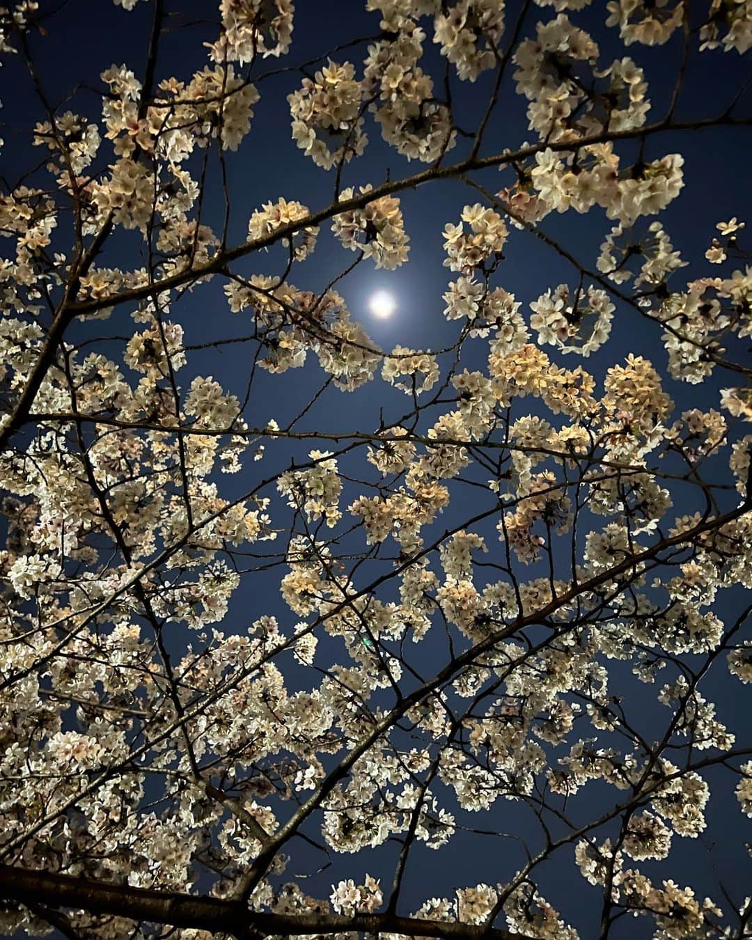 高橋ひとみさんのインスタグラム写真 - (高橋ひとみInstagram)「夕方のお散歩でボルゾイのレモンちゃん（1歳半）＆秋田犬のさくらちゃん（7か月）に初めて会いました🎵  pic3は若子ちゃんとレモンちゃん、さくらちゃん！ももえの写真も💕  近所の神社には4年ぶり？の夜店が出てました。 夜桜が綺麗でした🌸」3月31日 22時41分 - hitomi_momoe
