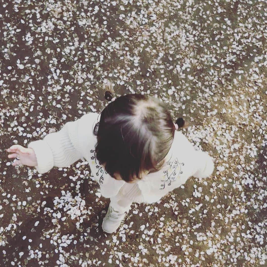 タイナカ彩智さんのインスタグラム写真 - (タイナカ彩智Instagram)「赤ちゃんから、少女になりたての彼女と、桜の花びら。眩しい、眩しい。🌸 なぜにここまで少女って、眩しいんでしょう。💫  髪の一本一本、まつ毛の一本一本まで透き通って、世界に祝福されているようです。けれど本人はそんな事は少しも気にせず、地上から少し浮かんで、踊るように過ごしています。🩰  懐かしいな、軽かったなぁ いつかの、私の体も🧚🏻👉🗿🥹」3月31日 22時41分 - sachitainaka