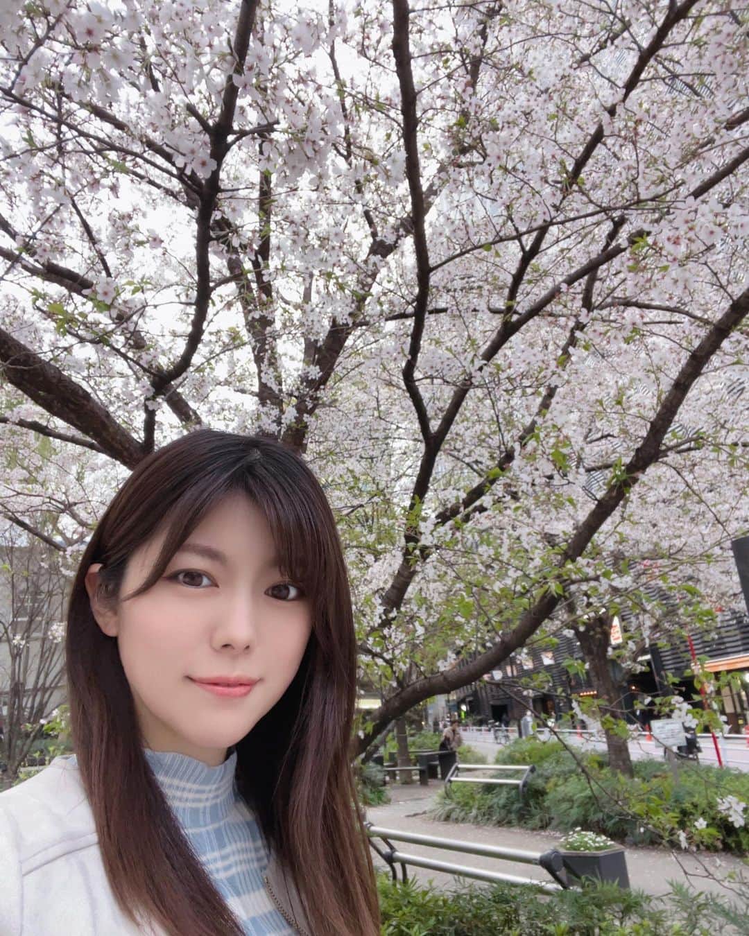 熊林保奈美のインスタグラム：「* . 桜〜🌸 もう葉桜のところも多いね🫧  今年度もお疲れ様でした😌 . . #モデル #撮影会モデル #ポートレートモデル  #model #サロンモデル  #熊林保奈美 #道産子  #Japanesegirl #instalike #맞팔  #me #followme #cocodeal」