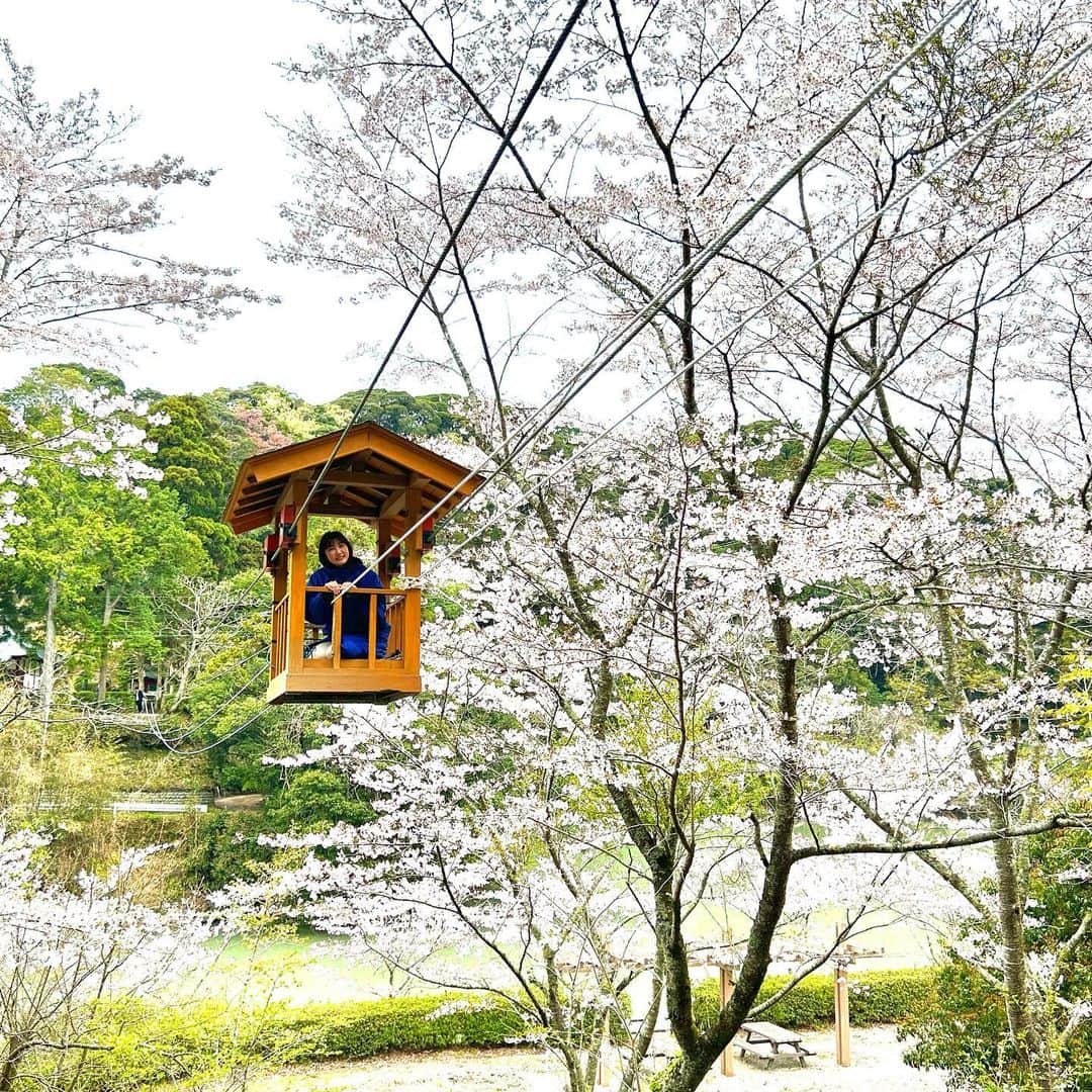 山﨑加奈さんのインスタグラム写真 - (山﨑加奈Instagram)「・ 今日のTHE TIME,中継は、 菊川市の永寶寺からお伝えしました☺️🌸 ここでは、"野猿"という人力のロープウェイで対岸まで行きお花見をするという特別な体験ができます✨ 出発すると満開の桜に向かって走り出す、最高の景色が味わえます🥹  しかも今回は、ディレクターもカメラマンも近くにいない、自撮り中継という貴重なスタイルでお届け！ 私のカメラワークいかがだったでしょうか？☺️  こちらの野猿は無料なので、お参りがてら利用したい方はお寺の方に一言声掛けくださいね🫶🏻 ・ #thetime_tbs  #静岡県 #菊川市 #永寶寺 #野猿 #人力ロープウェイ  #桜 #桜スポット #お花見  #中継 #アナウンサー #山﨑加奈」3月31日 22時46分 - kana_yamazaki_sbs