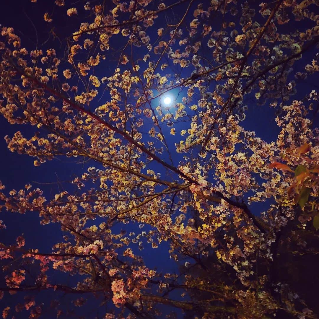岡本真夜さんのインスタグラム写真 - (岡本真夜Instagram)「夜桜と月。 一期一会。  #桜 #夜桜 #月 #sakura #japan」3月31日 23時01分 - mayookamoto510