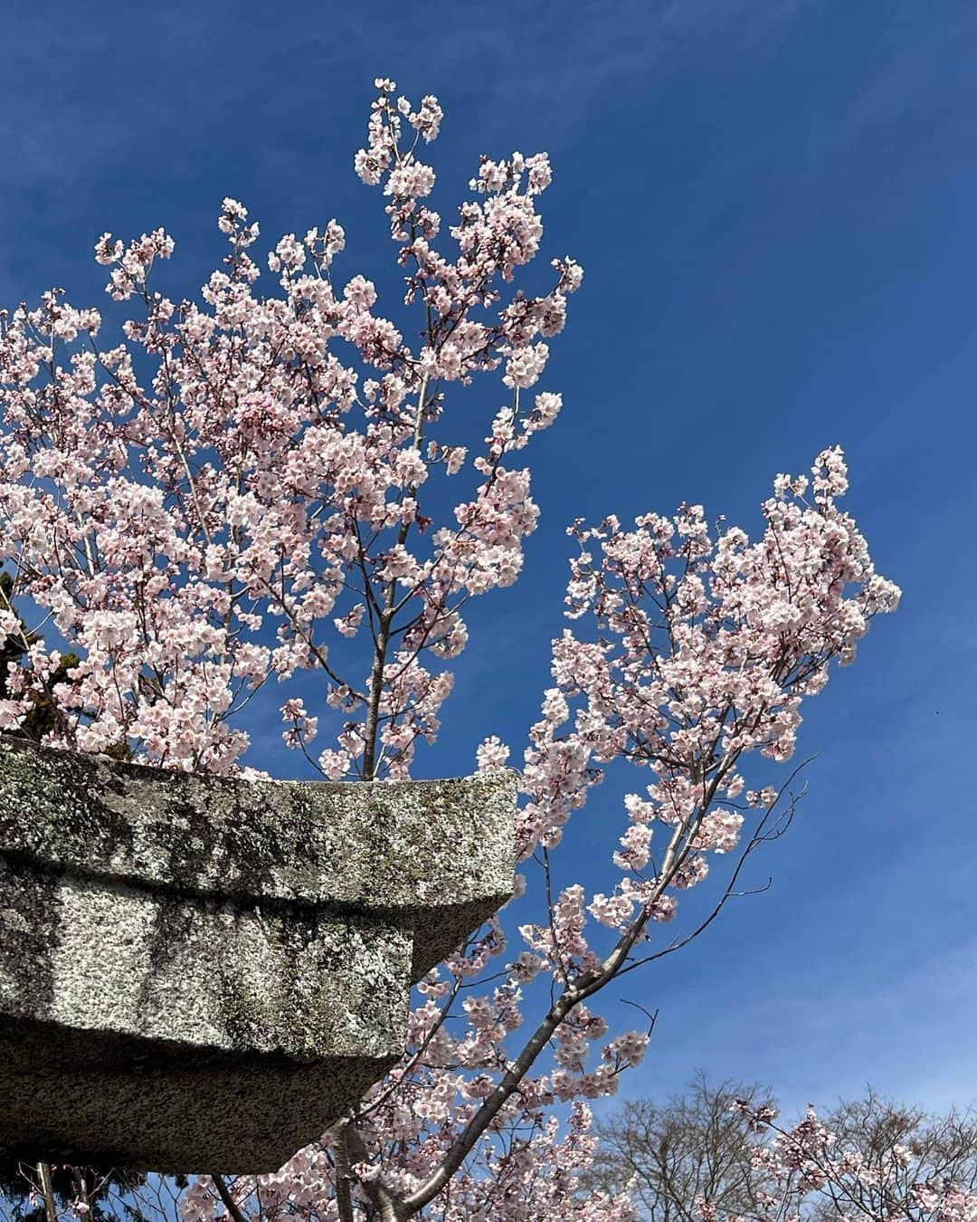 レイチェル・チャンさんのインスタグラム写真 - (レイチェル・チャンInstagram)「桜を背景に桜模様の缶と桜色の革ジャン🌸 It’s one of the best timing to wear my pink leather jacket✨  #cherryblossom #pink #sakura #桜　#花見　#革ジャン #leatherjacket #beer #ビール #アサヒスーパードライ #thefirsttake」3月31日 23時15分 - rachelchanjpn