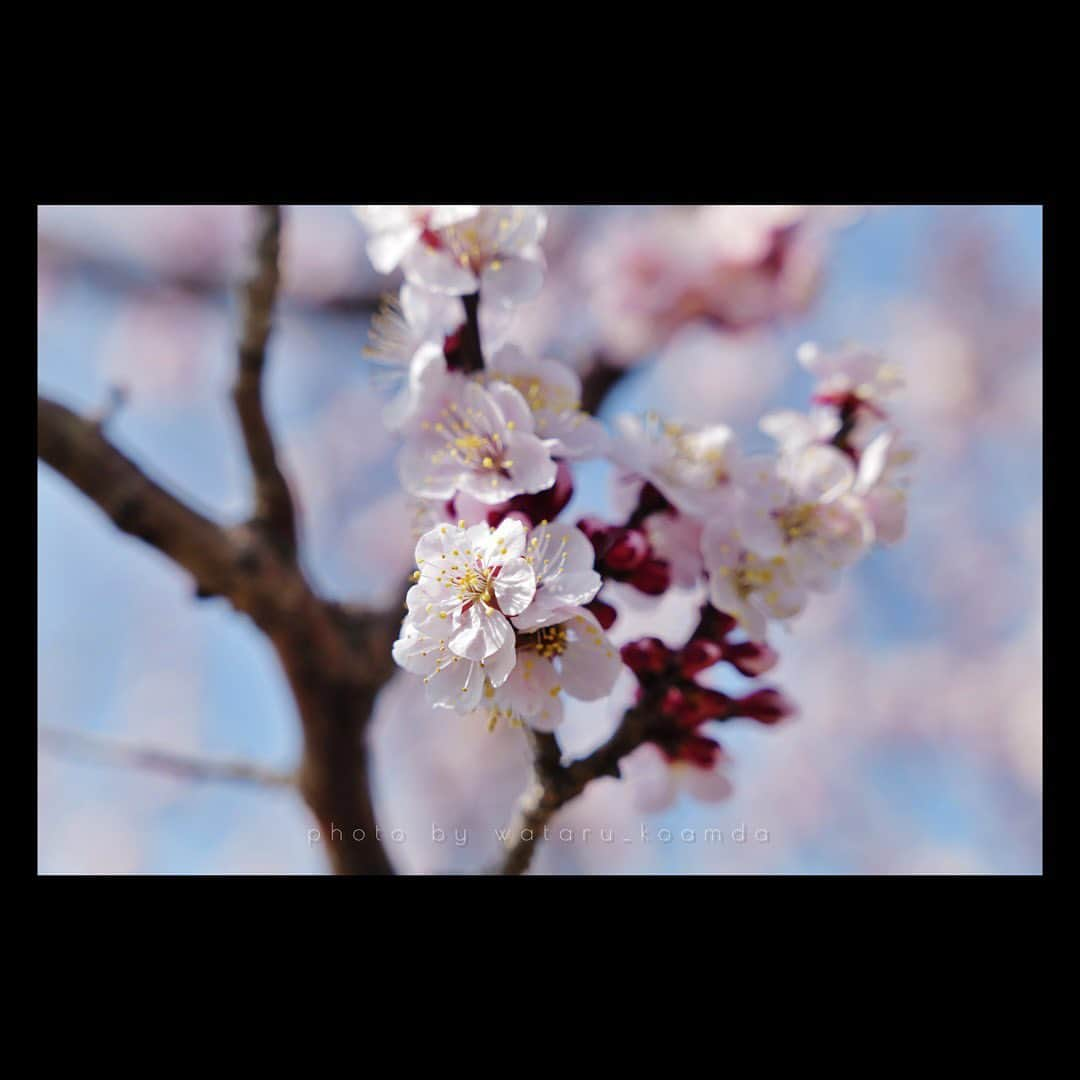 駒田航さんのインスタグラム写真 - (駒田航Instagram)「Plum blossoms, not Cherry blossoms.  #photo #photographer #leica #leicasl2 #instapic  #instaphoto #japan #spring #beautiful」3月31日 23時31分 - wataru_komada