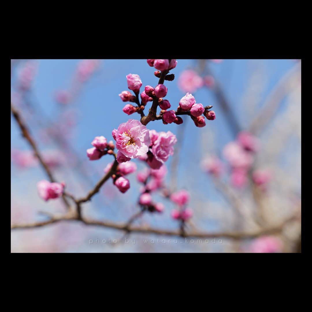 駒田航さんのインスタグラム写真 - (駒田航Instagram)「Plum blossoms, not Cherry blossoms.  #photo #photographer #leica #leicasl2 #instapic  #instaphoto #japan #spring #beautiful」3月31日 23時31分 - wataru_komada