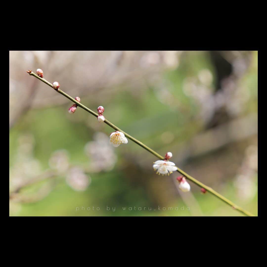 駒田航のインスタグラム：「Plum blossoms, not Cherry blossoms.  #photo #photographer #leica #leicasl2 #instapic  #instaphoto #japan #spring #beautiful」