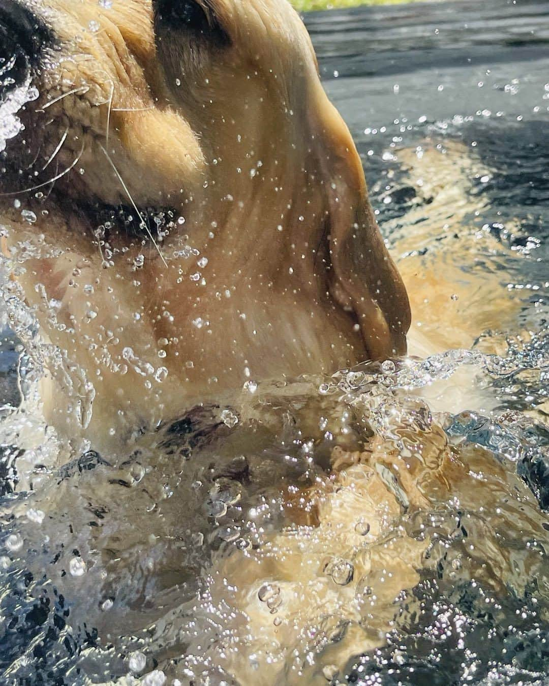 ブルース・ウェーバーさんのインスタグラム写真 - (ブルース・ウェーバーInstagram)「Lucky forgot it was Golden Retriver Day because he was swimming most of the day  at Golden Beach」3月31日 23時25分 - bruce_weber