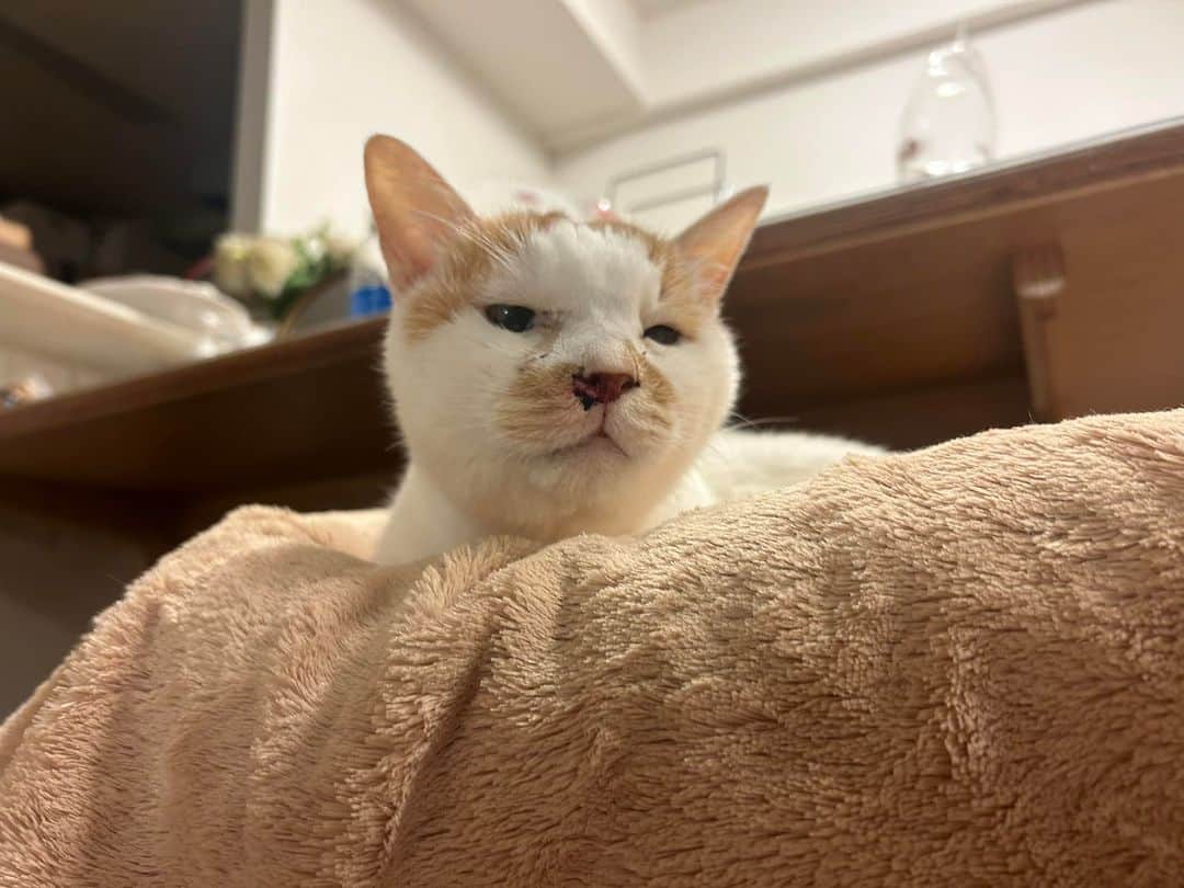 のインスタグラム：「また体調悪くなって鼻血が😿 食欲も落ちてチベットスナギツネみたいなかおになってる😿  #老猫　#20歳」