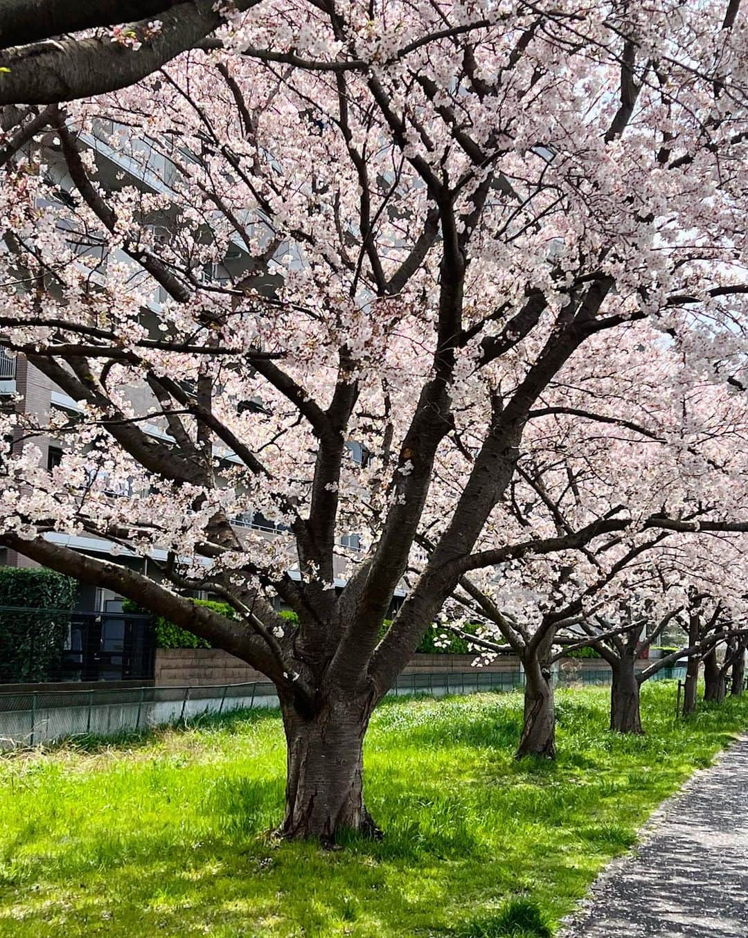 駒田奈美さんのインスタグラム写真 - (駒田奈美Instagram)「・ ・ ・ 『お疲れ様でした』 ・ ・ 今日は3月最終日、年度末ですね ・ 今年度もお疲れさまでした ・ ・ ・ 先日ふらりとお散歩… ・ 満開の桜 とてもきれいでした🌸 ・　 ・ 来年も美しい桜を眺めながら 穏やかなひと時を過ごせたら良いな〜 ・ ・ ・ #駒田奈美#モデル#アラフィフ#美魔女#桜#お花見#年度末#3月#最終日#来年#お散歩#美しい#きれい」3月31日 23時38分 - nami.komada