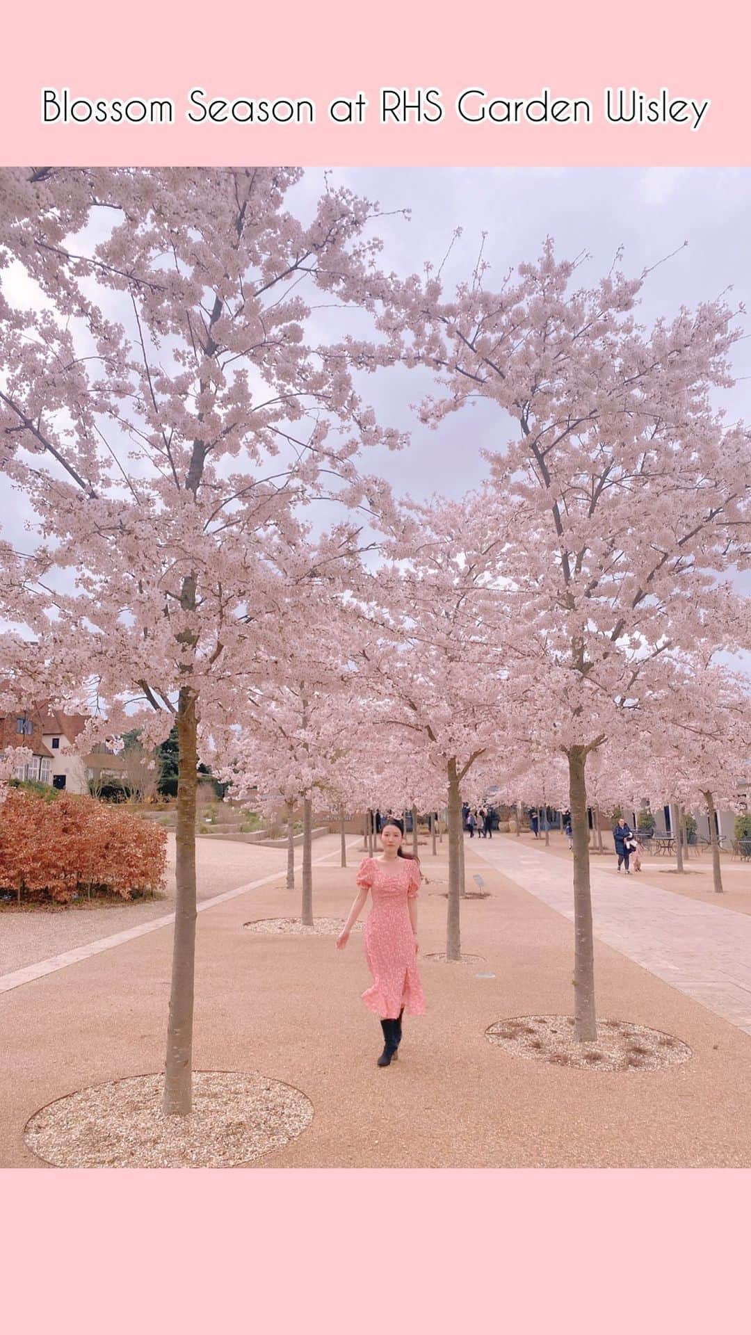 のインスタグラム：「𝙲𝚑𝚎𝚛𝚛𝚢 𝙱𝚕𝚘𝚜𝚜𝚘𝚖𝚜 𝚊𝚝 𝚁𝙷𝚂 𝙶𝚊𝚛𝚍𝚎𝚗 𝚆𝚒𝚜𝚕𝚎𝚢𖤣𖥧𖡼 Spring has arrived at @rhswisley and I’m falling in love all over again🌸 We visited few days ago, the blossom was starting to bloom and the beauty was breathtaking !! Hopefully today’s weather didn’t take the best out of them, although many are still just in bud. Fingers cross for sunshine to all of you X  ❁ ❁ ❁ ❁ ❁ ❁ Cherry Blossom．RHS Garden Wisley．The Prunus．Yedoensis．Yoshino Cherry Tree．Spring．Easter Bank Holiday  。 。 。 。 。 。 #Blossom #CherryBlossom #RHSWisley #surrey #spring #springtime #london #springinlondon #londontravel #travel #girlstravel #uk #explorelondon #cherryblossominlondon #visitlondon #discoverlondon #londoncitylife #prettylittlelondon #itssolondon #lovegreatbritain #beautifulengland #thisisprettyengland #likeforlikes #shoutout #sakura #お花見 #桜 #桜満開 #コメント返し #写真好きな人と繋がりたい」