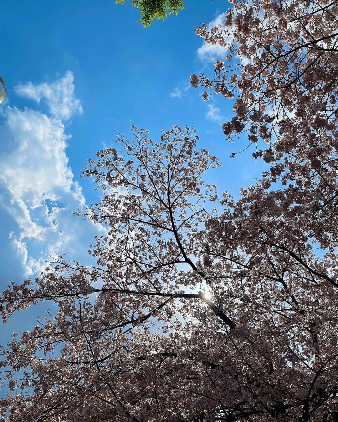 辻凌志朗さんのインスタグラム写真 - (辻凌志朗Instagram)「3月も終わりますね。 遅くなりましたが、ご卒業された方々おめでとうございます。無限の可能性が広がる未来、躊躇せず挑戦し、自分の好きなように色彩を加えて行って下さい。 明日から新年度、引き続き宜しくお願いします。 頑張るどーーー  #桜 #もうすぐ新年度 #ほぼ新年度」3月31日 23時58分 - ryoshirotsuji_official