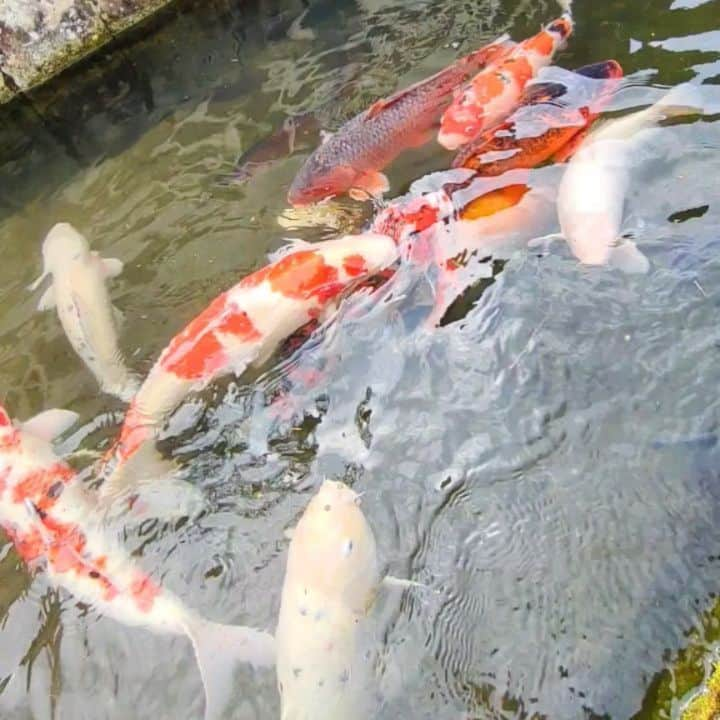 秦まりなのインスタグラム：「【島根県西部旅行記①】  お墓参りと旅行を兼ねて、島根県西部を巡ってきました！  私の父は島根県津和野町出身。 幼い頃からお盆やお正月は津和野に帰省していました。 出産やコロナ禍が重なり、大好きな祖父のお墓参りも行けぬまま、早数年… 職場復帰するまでに絶対に津和野に行きたい！と思い立ち、家族と一緒にいざ津和野へ！ もう、本当にこみあげるものがありました。  大好きな津和野の街並み。 昔、祖父と一緒にエサをあげた殿町通りの鯉たち。 変わったもの、変わらないもの。 自分の子どもたちを連れてこの場所に来ることができてよかった。  良いところです、津和野！ この週末は鷲原八幡宮の流鏑馬神事も行われます✨ 皆さまもぜひ足を運んでみてね。  ちなみに、写真4枚目は『こいの里』でおなじみ三松堂さんのジェラート！ サッパリしてておいしかった✨  #島根県 #島根 #津和野町 #津和野 #山陰の小京都 #山陰 #山陰観光 #島根旅行 #島根旅 #津和野観光 #japan #shimane #tsuwano #trip」