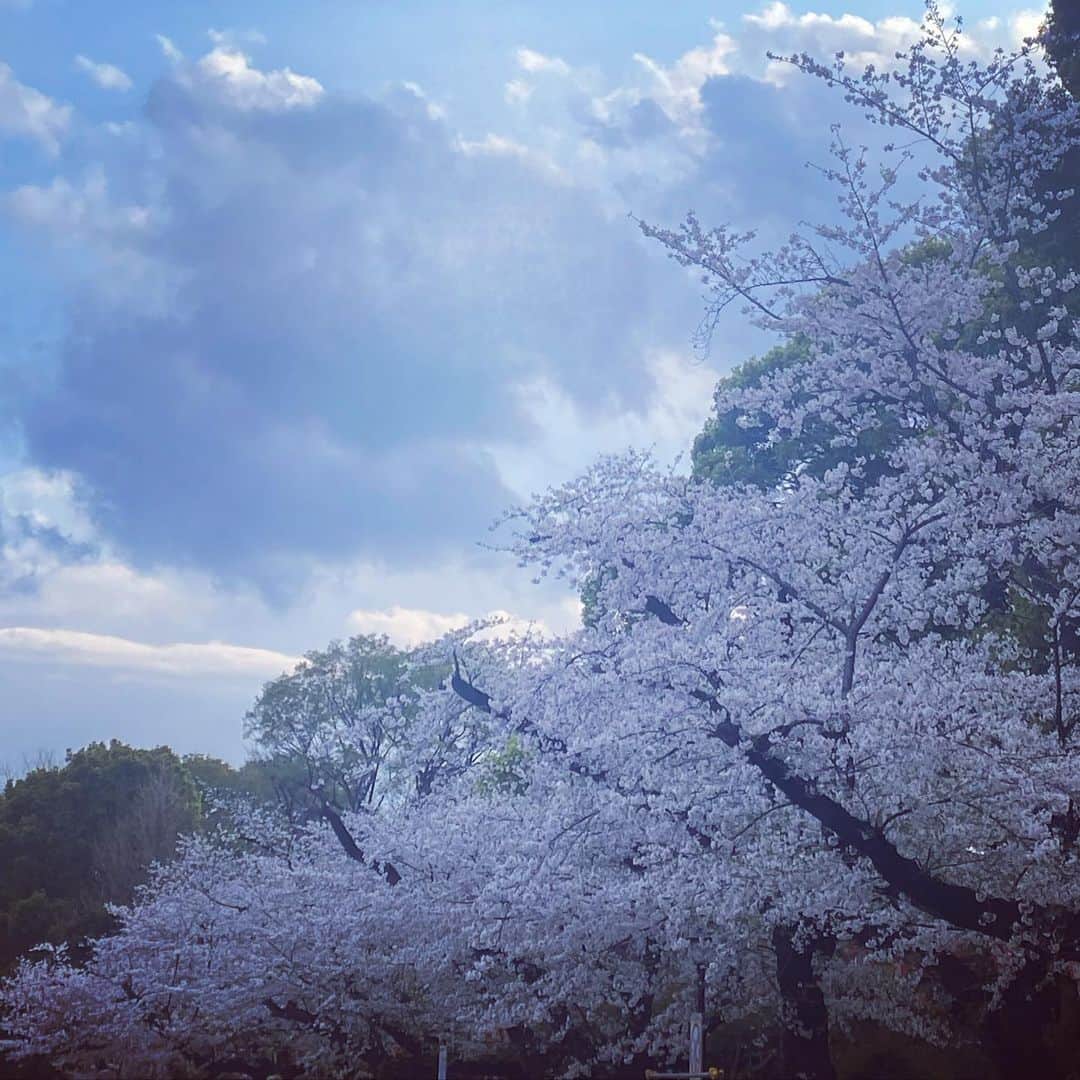 由梨香のインスタグラム：「日本の美  #さくら　#SAKURA #お花見　#日本の美 #春」