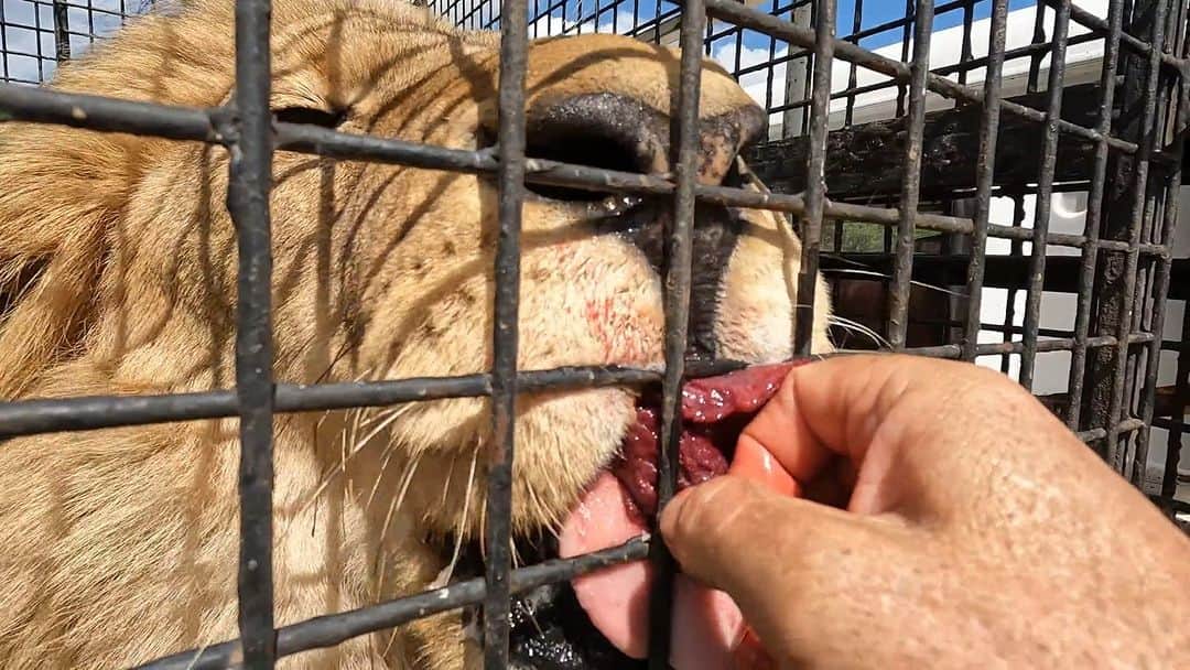 のインスタグラム：「Happy Birthday to Vayetse! As a special birthday treat, we're heading out on an enrichment walk. As some of you may know, Vayetse was recently taken to Dr. Caldwell with some health concerns. In this video, we'll discuss the results of this visit to the vet and touch on the moral complexities that arise when documenting the animals during difficult periods of their lives. For the full video on #LionwhispererTV click the Komi link in our bio! . . . #lion #wildlife #health #lovelions #bigcatlover #bigcatsanctuary #vayetse #happybirthday」