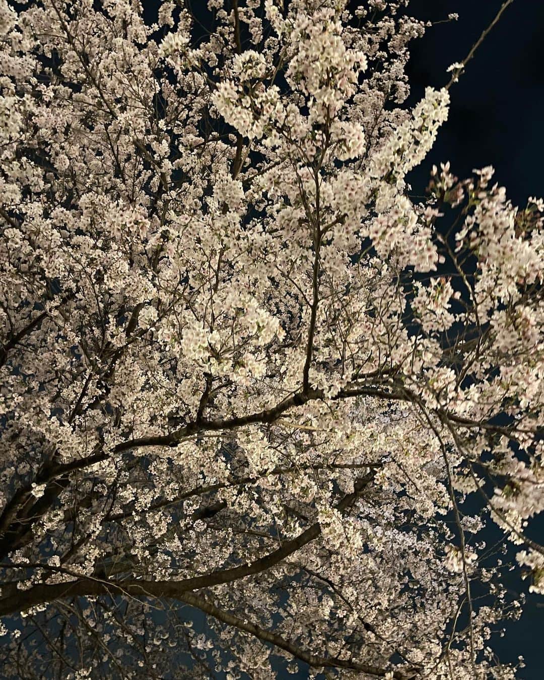 Hayato Sagawaさんのインスタグラム写真 - (Hayato SagawaInstagram)「4月が始まる前に沢山春を感じてる。いよいよ、スタートだね🌸✌🏻✨わんつー  #桜 #花見 #目黒川 #それいけステアーズ」3月31日 23時55分 - sagawa_hayato