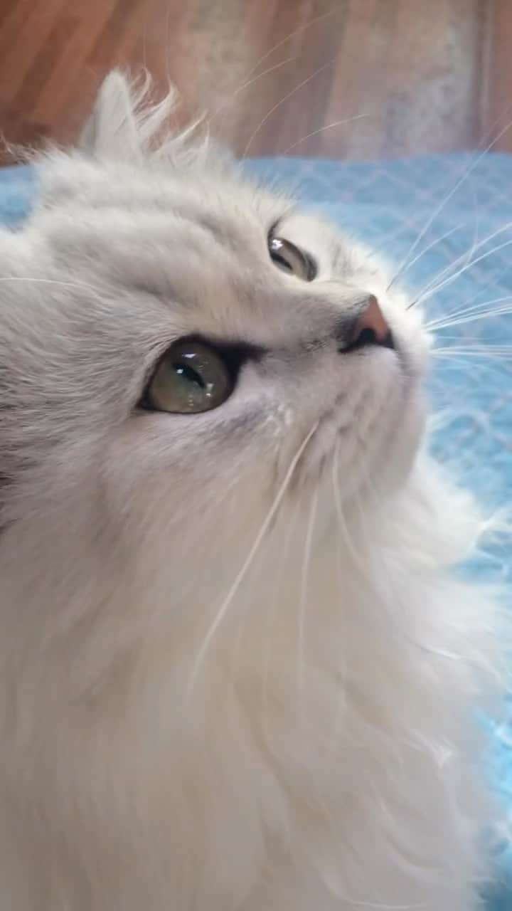후추네큰언니のインスタグラム：「과거영상 보다가 넘 예뽀서 올려봄   #후추 #고양이 #cat #냥스타그램」