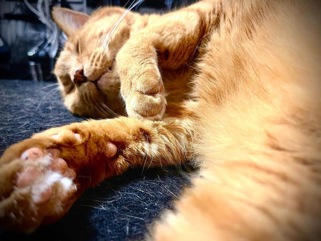 Shinnosukeのインスタグラム：「寝てる。  #cat #猫 #sleeping」