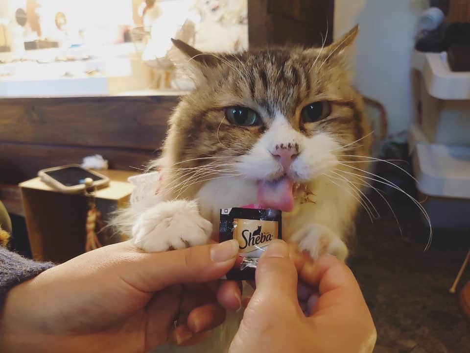 八、おこめさんのインスタグラム写真 - (八、おこめInstagram)「@toitoitoicat 2023年第7回目♩ 最終日が無事に終了しました👏👏👏 今回もたくさんのお客さまにお会いできて 本当に楽しい期間でした✨ ご来店頂いたお客さま ご参加・ご協力して頂いた作家さま・オーナーさま 皆さまありがとうございました🌸  改めて猫達が繋げてくれた出会いだなぁ〜 と感じています₍˄·͈༝·͈˄₎◞ʸᵉᵃʰ* ♡ 最後にアブさんとぶーちゃんが 『お疲れ様〜！』って挨拶に来てくれました🐾 2人とも最高〜に可愛い♡♡ そして @grinhana_ ちゃん❁ 準備から期間中も何から何までテキパキと 本当にお疲れ様でした（´ᴗ`）*✰ #toitoitoicat #toitoitoiきっとうまくいくミニマムプロジェクト #teamねこのて #チャリティーイベント #伊丹市 #ねこ部 #cat #ねこ #猫 #ネコ」4月1日 0時37分 - naomiuno