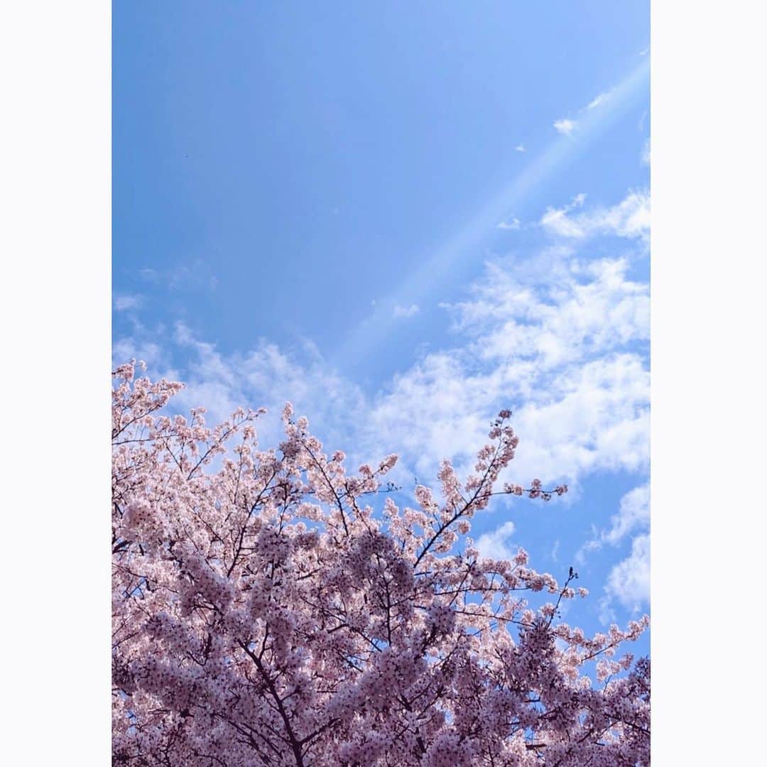 種田梨沙さんのインスタグラム写真 - (種田梨沙Instagram)「🌸  #4月1日」4月1日 0時39分 - tane_da_dayo