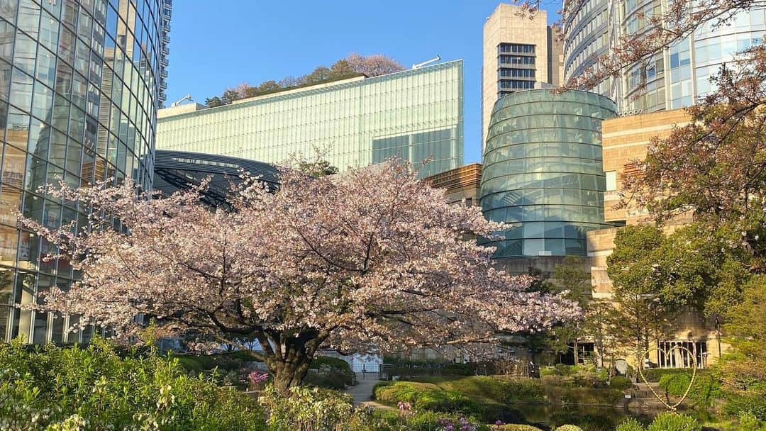 テレ朝newsさんのインスタグラム写真 - (テレ朝newsInstagram)「きょう1日は、全国的に晴れて桜が満開の所では絶好のお花見日和となります。開花が早かった東京などは、この週末がお花見のラストチャンスとなりそうです。ただ、関東は夕方以降、九州南部は朝と夜を中心に、にわか雨の所がありそうです。日中の気温は、全国的に季節先取りの暖かさとなります。 #テレ朝 #テレ朝news #ニュース #六本木  #roppongi #tvasahi #news #japan #follow #フォロー #写真 #テレビ局 #動画ニュース #天気 #天気予報 #いまそら」4月1日 6時39分 - tv_asahi_news