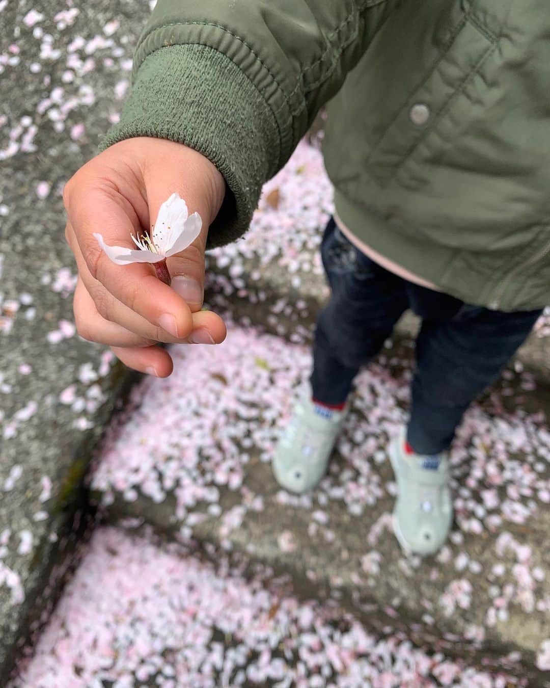 仲川希良のインスタグラム：「息子にとって初めての桜は生後2ヶ月と少し 世界はまだぼやけていたはずで 光がやってくる満開の梢を見上げながら 抱っこ紐の中で目を細めていました ・ 1歳はポテポテ歩く足元の桜が目に留まるたびに「さくら、さくら」とつまみあげていました 2歳はヒラヒラ舞う桜吹雪の下を「キャッチー！」と笑って走り回って ・ 3歳の今年は しとしと雨に散りゆくようすを呆然と眺め 「桜が減っちゃう……」としばらく心配になるほど落ち込んでいました ・ 感傷的になりがちなのは私譲りか ・ 1歳の息子が「はいどうぞ」と拾い上げた桜をプレゼントしてくれたとき こんなこともうしてくれないかもしれないから押し花にでもしようかとさえ思っていたのですが とりあえず今年も 「お母さん、はい」と手渡してくれました ・ ありがとう、優しい子 ・ ・ 4枚目はもはや面影皆無の生後2ヶ月 5枚目1歳 6枚目2歳 最後の1枚はつい先日 ・ 大きくなったね ・ ・ 新年度 体も心も ますます成長してくれることを願っています ・ ・ ・ #🌸 #桜 #育児」