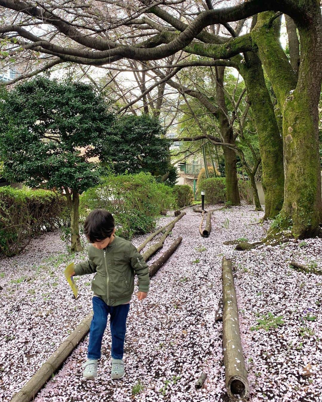 仲川希良さんのインスタグラム写真 - (仲川希良Instagram)「息子にとって初めての桜は生後2ヶ月と少し 世界はまだぼやけていたはずで 光がやってくる満開の梢を見上げながら 抱っこ紐の中で目を細めていました ・ 1歳はポテポテ歩く足元の桜が目に留まるたびに「さくら、さくら」とつまみあげていました 2歳はヒラヒラ舞う桜吹雪の下を「キャッチー！」と笑って走り回って ・ 3歳の今年は しとしと雨に散りゆくようすを呆然と眺め 「桜が減っちゃう……」としばらく心配になるほど落ち込んでいました ・ 感傷的になりがちなのは私譲りか ・ 1歳の息子が「はいどうぞ」と拾い上げた桜をプレゼントしてくれたとき こんなこともうしてくれないかもしれないから押し花にでもしようかとさえ思っていたのですが とりあえず今年も 「お母さん、はい」と手渡してくれました ・ ありがとう、優しい子 ・ ・ 4枚目はもはや面影皆無の生後2ヶ月 5枚目1歳 6枚目2歳 最後の1枚はつい先日 ・ 大きくなったね ・ ・ 新年度 体も心も ますます成長してくれることを願っています ・ ・ ・ #🌸 #桜 #育児」4月1日 1時10分 - kiranakagawa