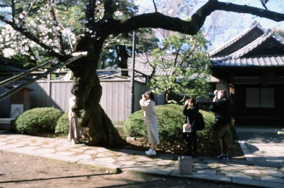 須賀由美子さんのインスタグラム写真 - (須賀由美子Instagram)「桜を切り取ることは 『春』を刻むこと。 今年度も本当にありがとうございました‼️ 来年度もたくさんの笑顔と声を 届けていきます！ #桜 #ハーフカメラ #フィルムカメラ  photo thanksトミーさん⭐️」4月1日 1時37分 - tottiyumi