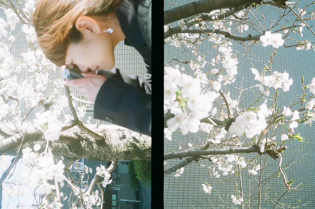 須賀由美子さんのインスタグラム写真 - (須賀由美子Instagram)「桜を切り取ることは 『春』を刻むこと。 今年度も本当にありがとうございました‼️ 来年度もたくさんの笑顔と声を 届けていきます！ #桜 #ハーフカメラ #フィルムカメラ  photo thanksトミーさん⭐️」4月1日 1時37分 - tottiyumi
