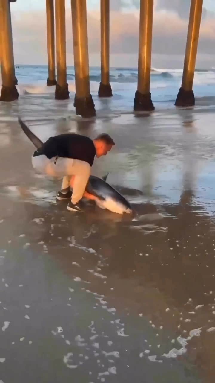 WildLifeのインスタグラム：「@discoversharks 🦈👏🏽🙏🏽❤️🦈💔 / 🎥 Source: camdizzy22 on TikTok (Dm for credit or removal / All rights® are reserved & belong to their respective owners) #shark #sharkweek #sharkattack #sharks #sharkdiving #sharkfishing #sharklife #sharkdive #sharkcage #sharkselfie #sharkdiver#sharkbait #sharkaddicts #sharkconservation #sharkbite #animals #sharksofinstagram #sharkclub #sharkvideo#sharklover #sharklove#sharkies #sharklovers #sharksarefriends #sharkcity #dog #sharkwater #sharkpassion #wild」