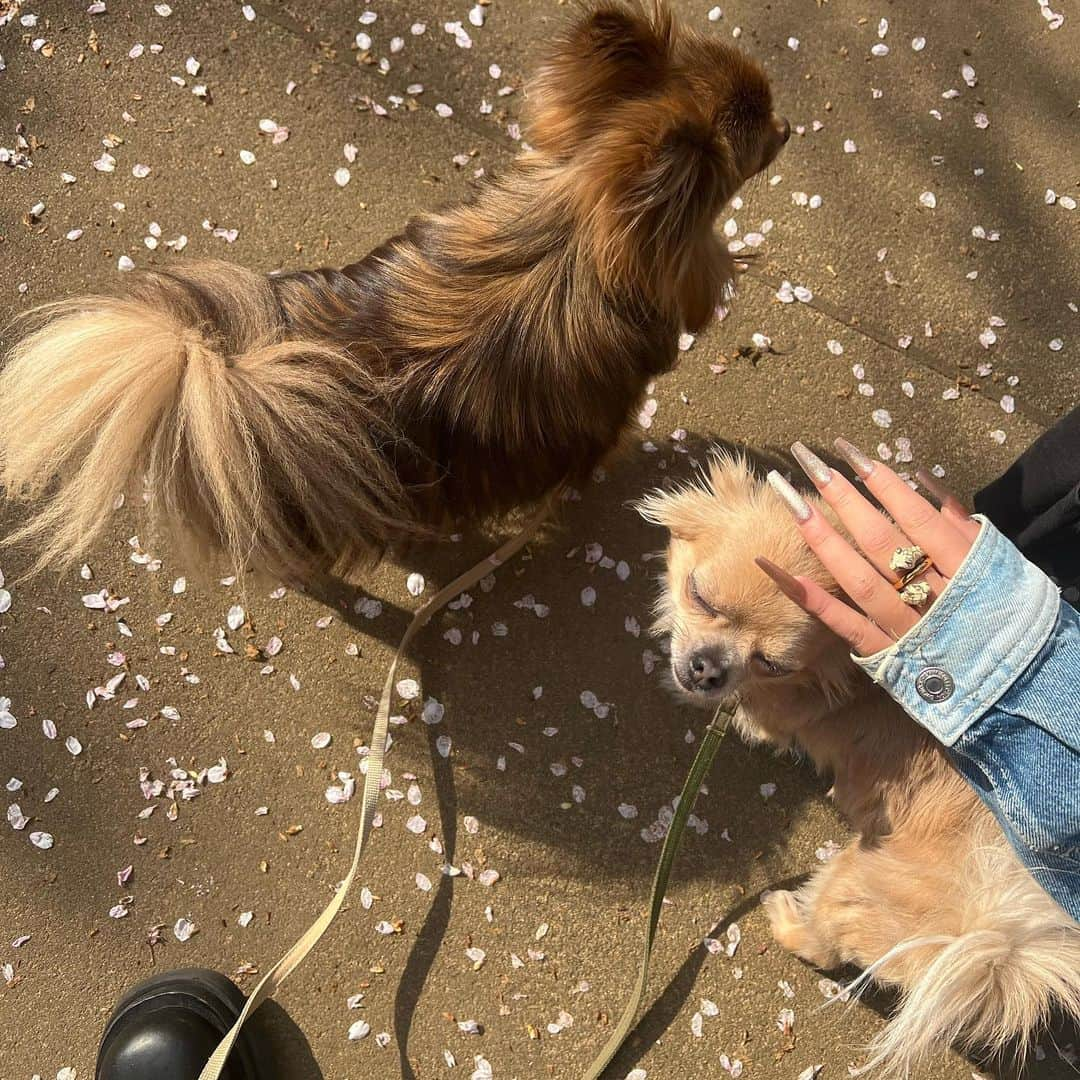 今井夏帆さんのインスタグラム写真 - (今井夏帆Instagram)「✨🍃🌸🫧🐶🐶🫧🌸🍃✨」4月1日 1時49分 - babysantokyo