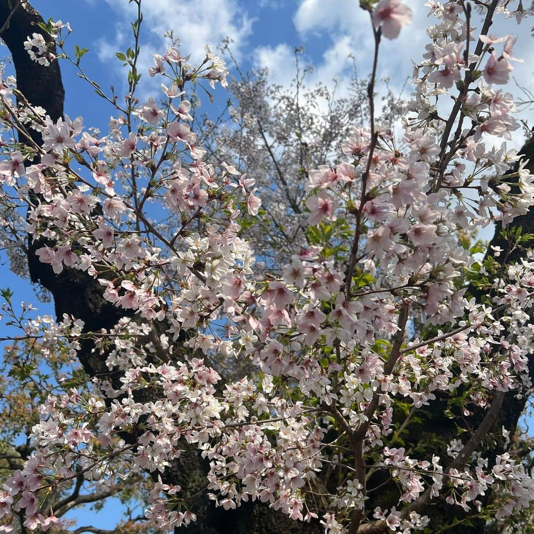 今井夏帆さんのインスタグラム写真 - (今井夏帆Instagram)「✨🍃🌸🫧🐶🐶🫧🌸🍃✨」4月1日 1時49分 - babysantokyo