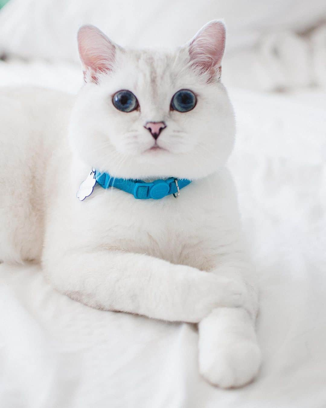 ミスター・ホワイトさんのインスタグラム写真 - (ミスター・ホワイトInstagram)「Can you see the galaxy in my eyes? I see forever in your eyes? 🤭😹 🍞   #cats #cat #love #coffee #coffeecat #catsofinstagram」4月1日 1時58分 - white_coffee_cat